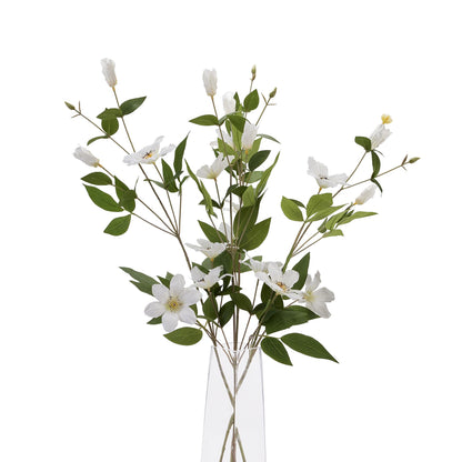 Skandi London White Florida Clematis - Skandi London