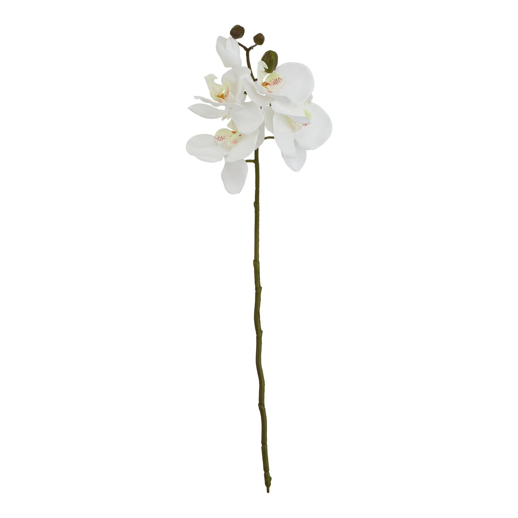 Skandi London White Butterfly Orchid Stem - Skandi London
