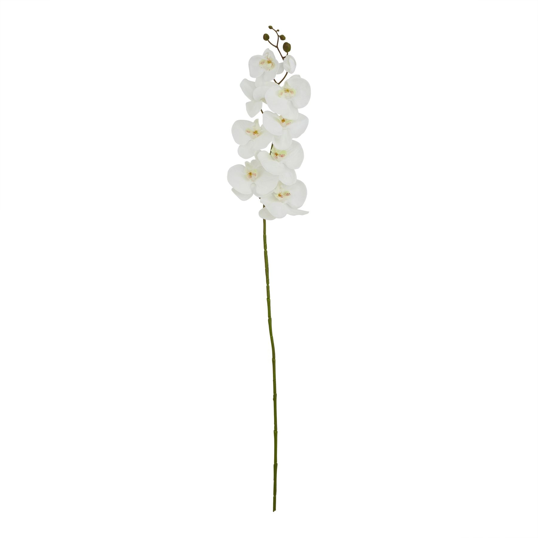 Skandi London Tall White Butterfly Orchid Stem - Skandi London