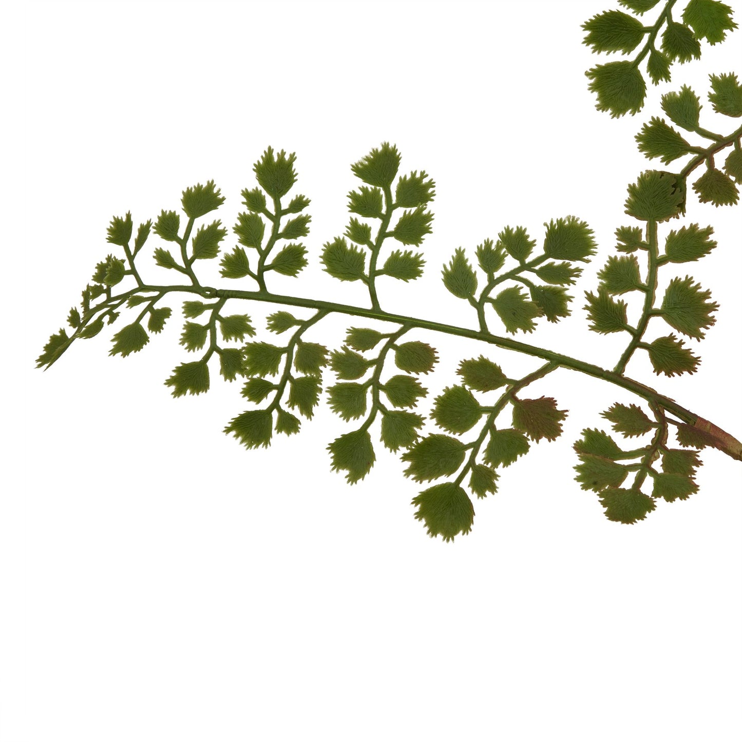 Lund Natural Garden Collection Maidenhair Fern Stem - Skandi London