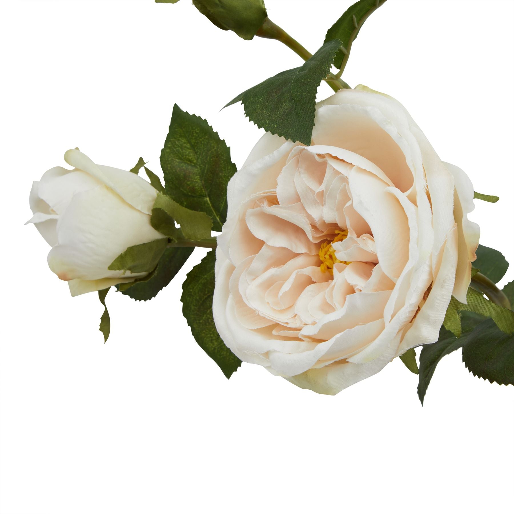 Lund Natural Garden Collection Palest Blush Charity Rose - Skandi London