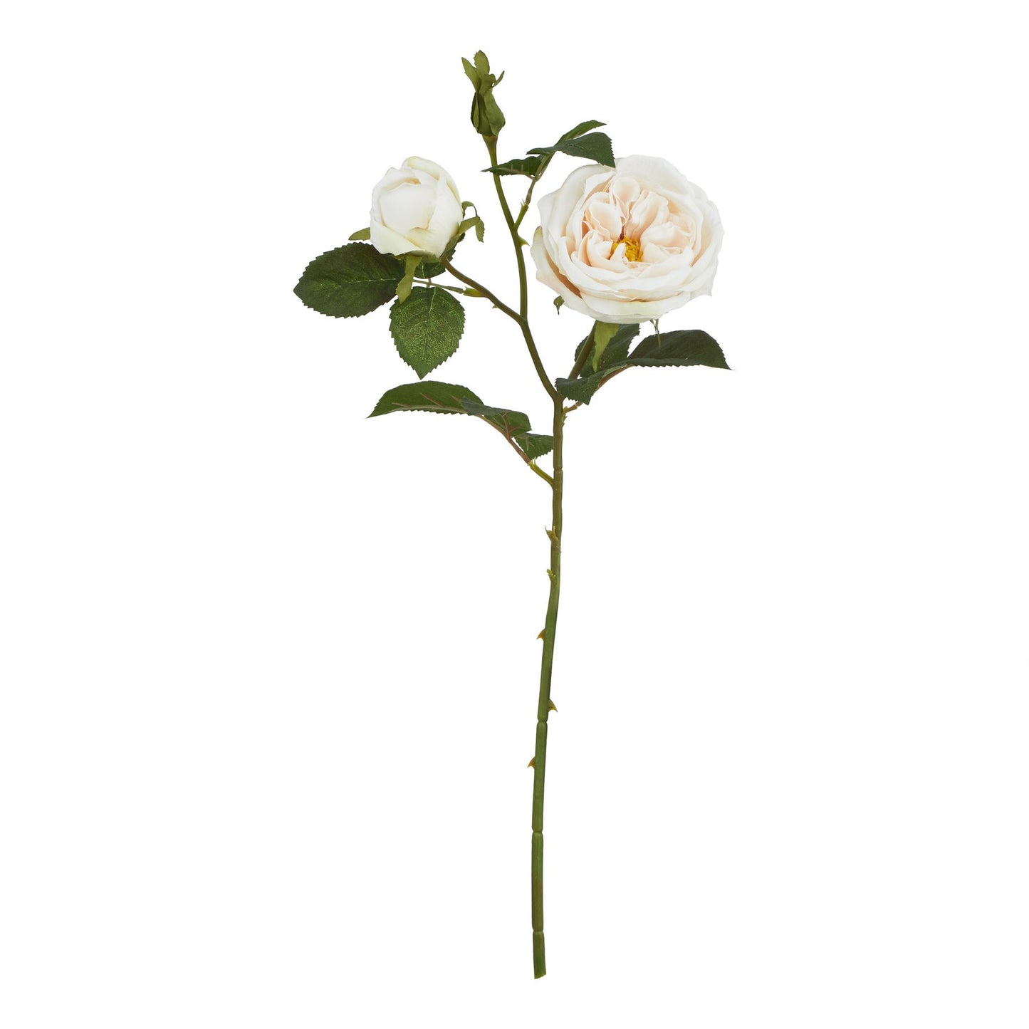 Lund Natural Garden Collection Palest Blush Charity Rose - Skandi London