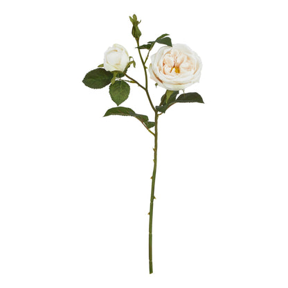 Lund Natural Garden Collection Palest Blush Charity Rose - Skandi London