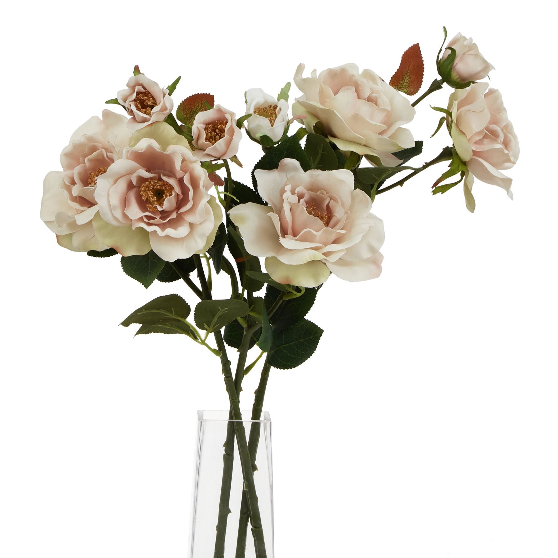 Lund Natural Garden Collection Palest Blush Tea Rose - Skandi London