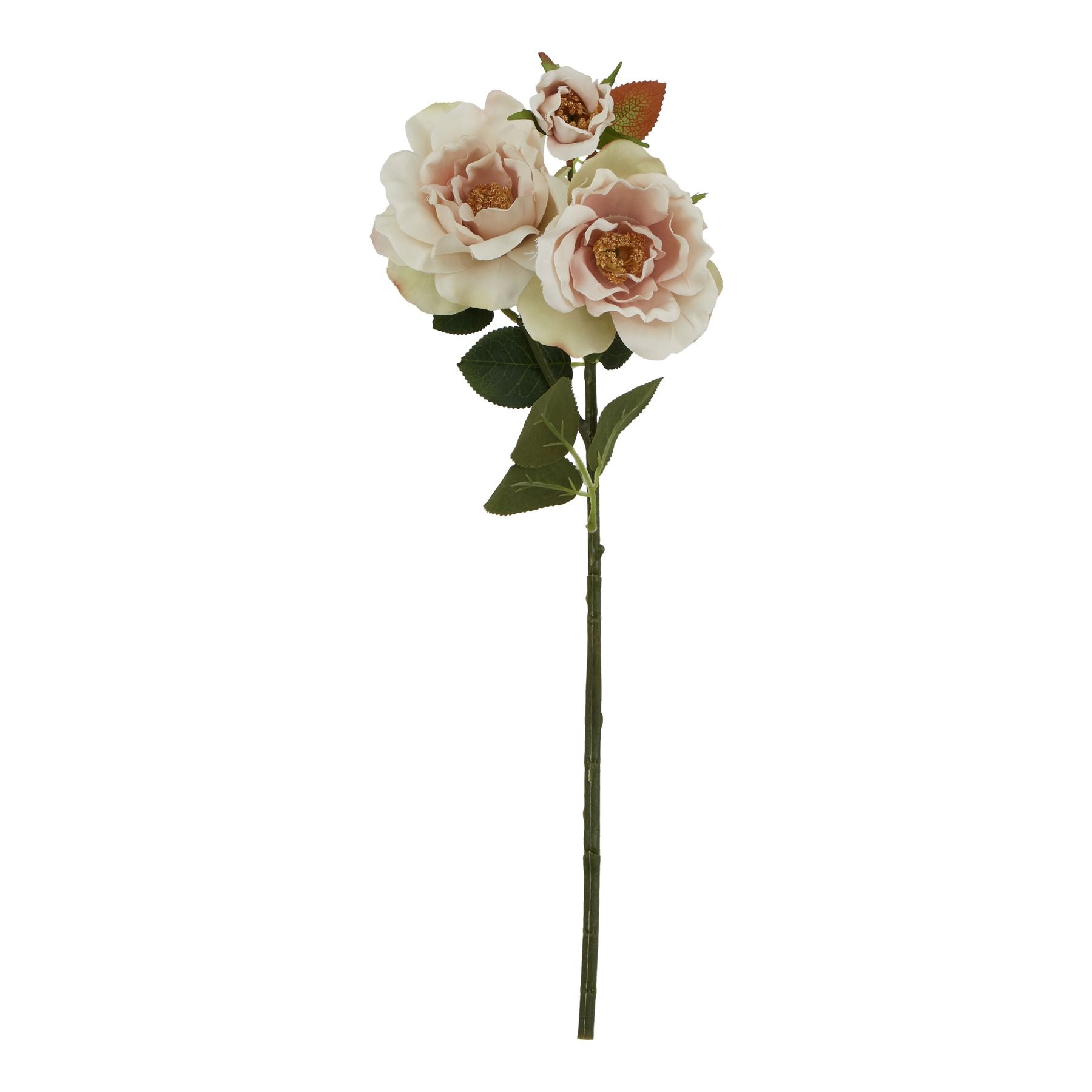Lund Natural Garden Collection Palest Blush Tea Rose - Skandi London