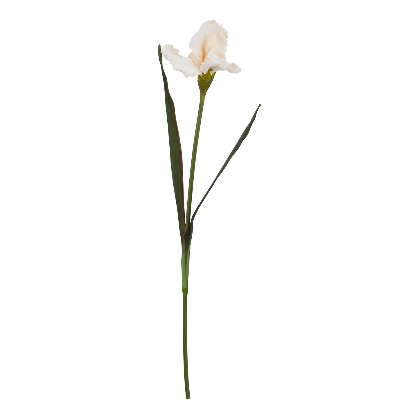 Lund Natural Garden Collection Pale Apricot Fringed Iris - Skandi London