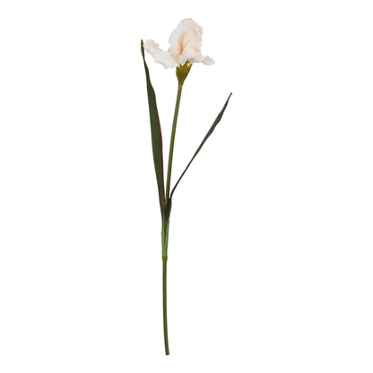 Lund Natural Garden Collection Pale Apricot Fringed Iris - Skandi London