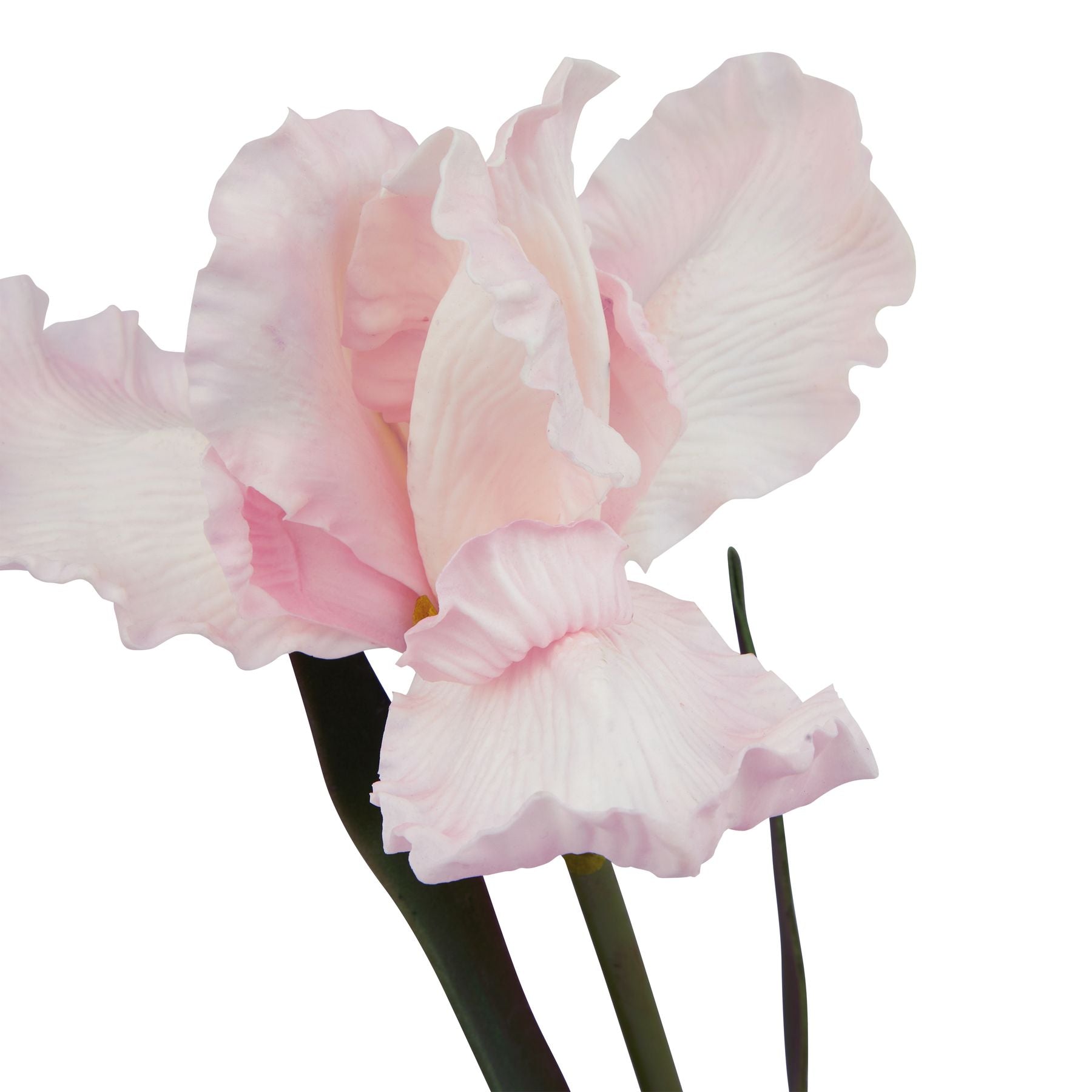 Lund Natural Garden Collection Pale Pink Fringed Iris - Skandi London