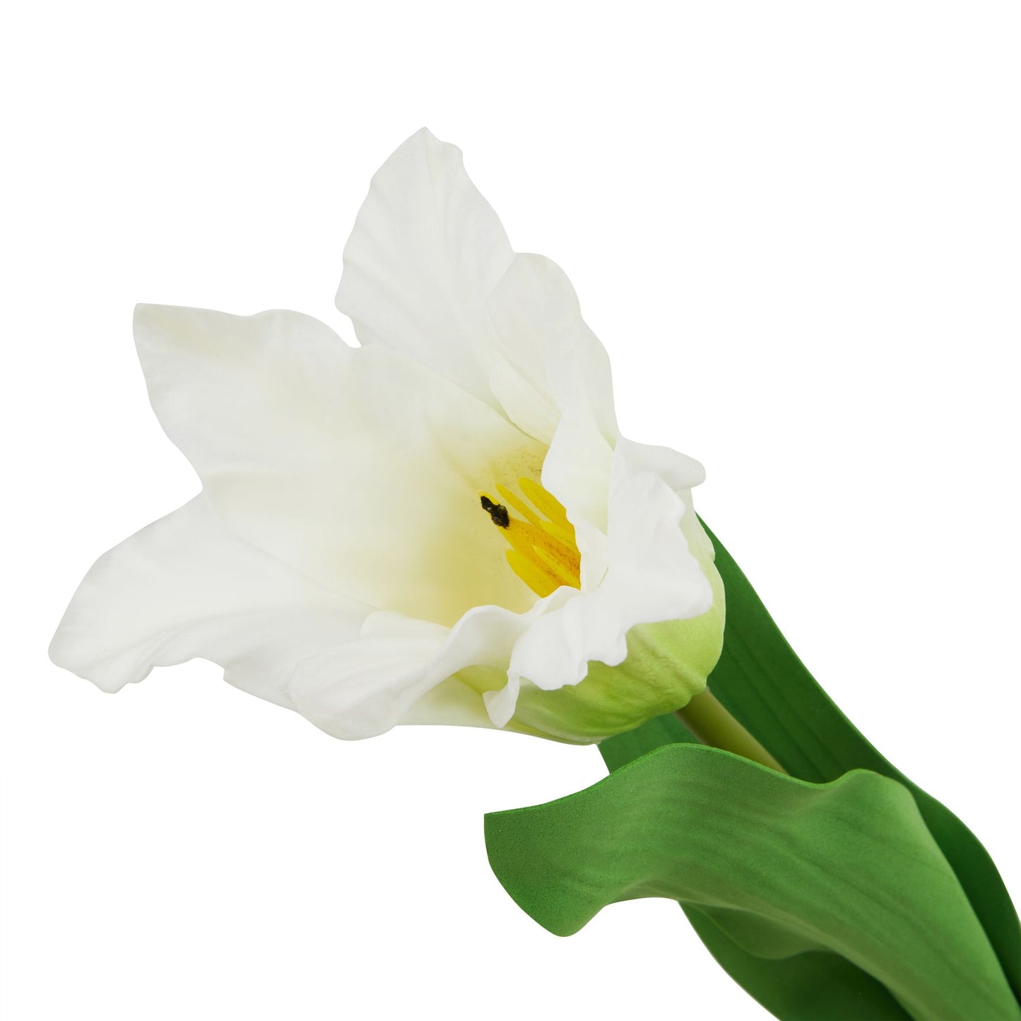 Lund Natural Garden Collection White Parrot Tulip - Skandi London