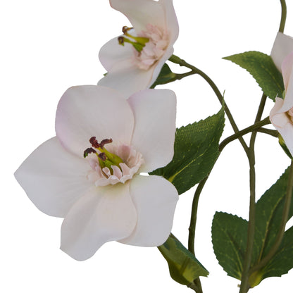 Lund Natural Garden Collection Pale Apricot Hellibore - Skandi London