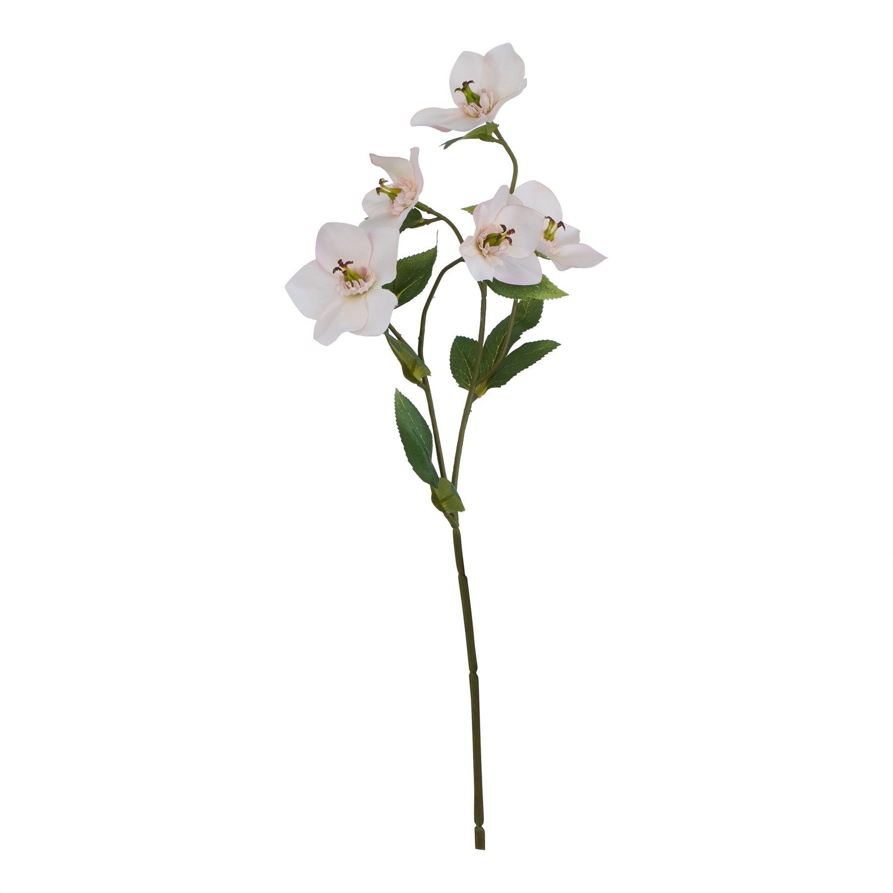 Lund Natural Garden Collection Pale Apricot Hellibore - Skandi London