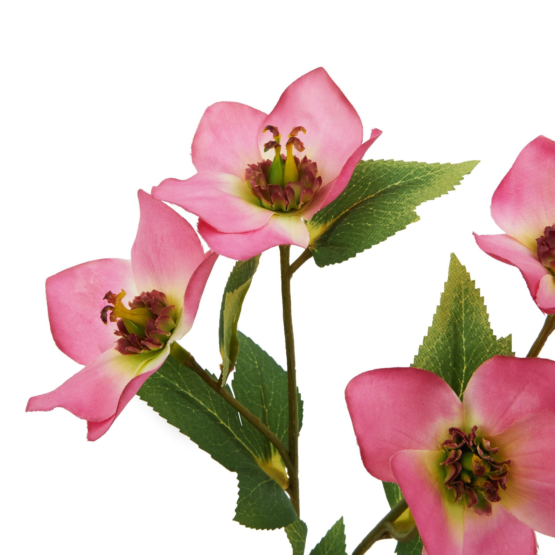 Lund Natural Garden Collection Pink Varigated Hellibore - Skandi London