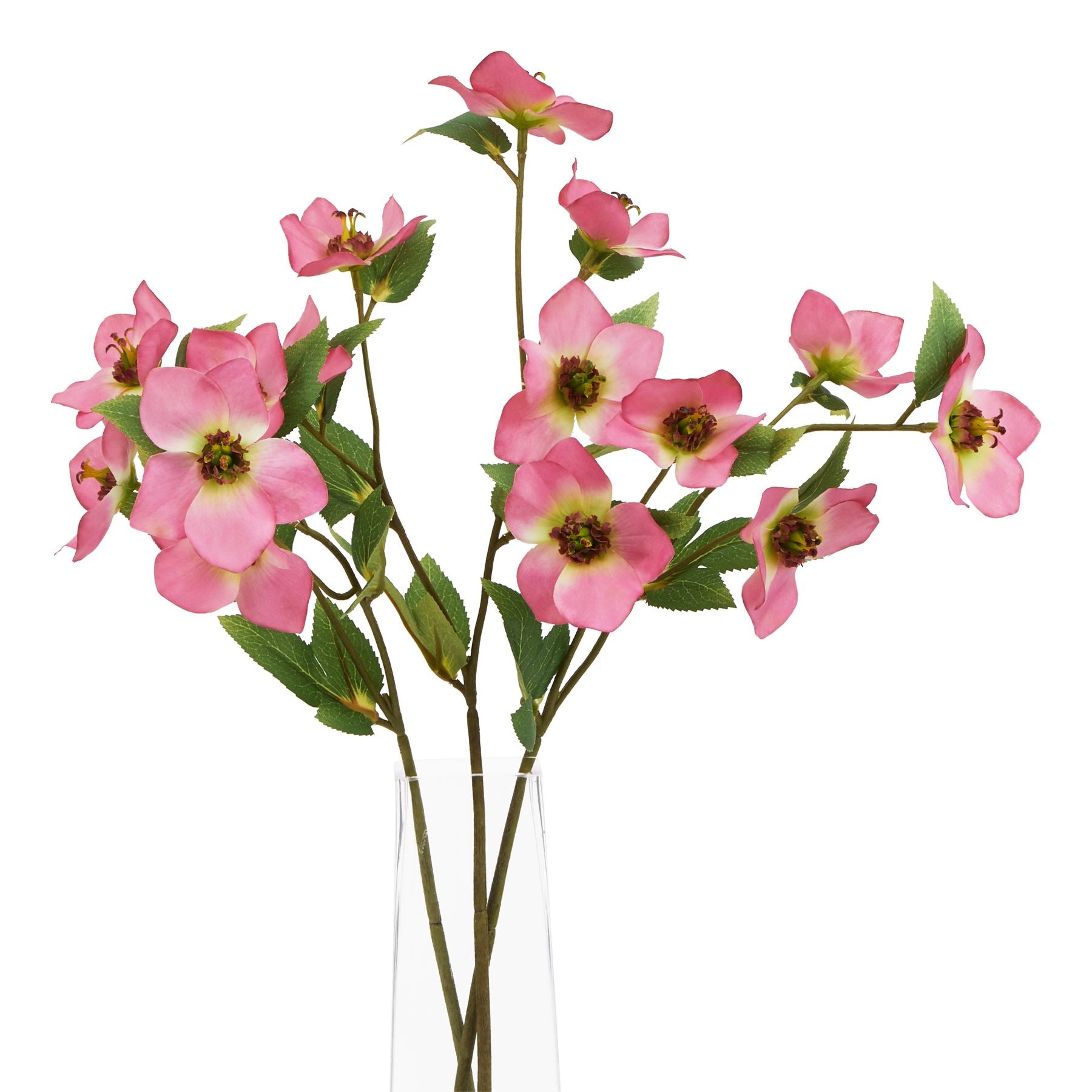 Lund Natural Garden Collection Pink Varigated Hellibore - Skandi London