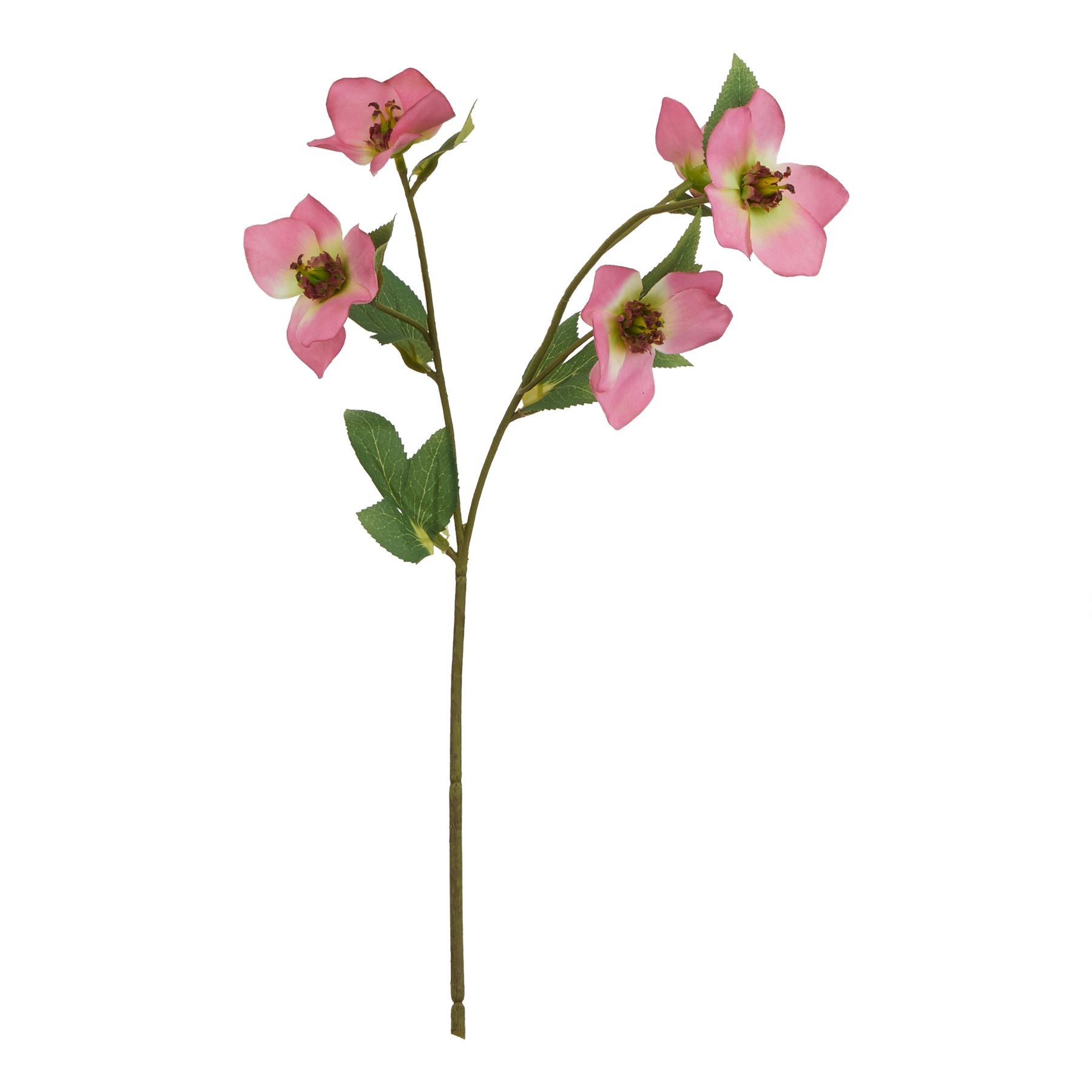 Lund Natural Garden Collection Pink Varigated Hellibore - Skandi London