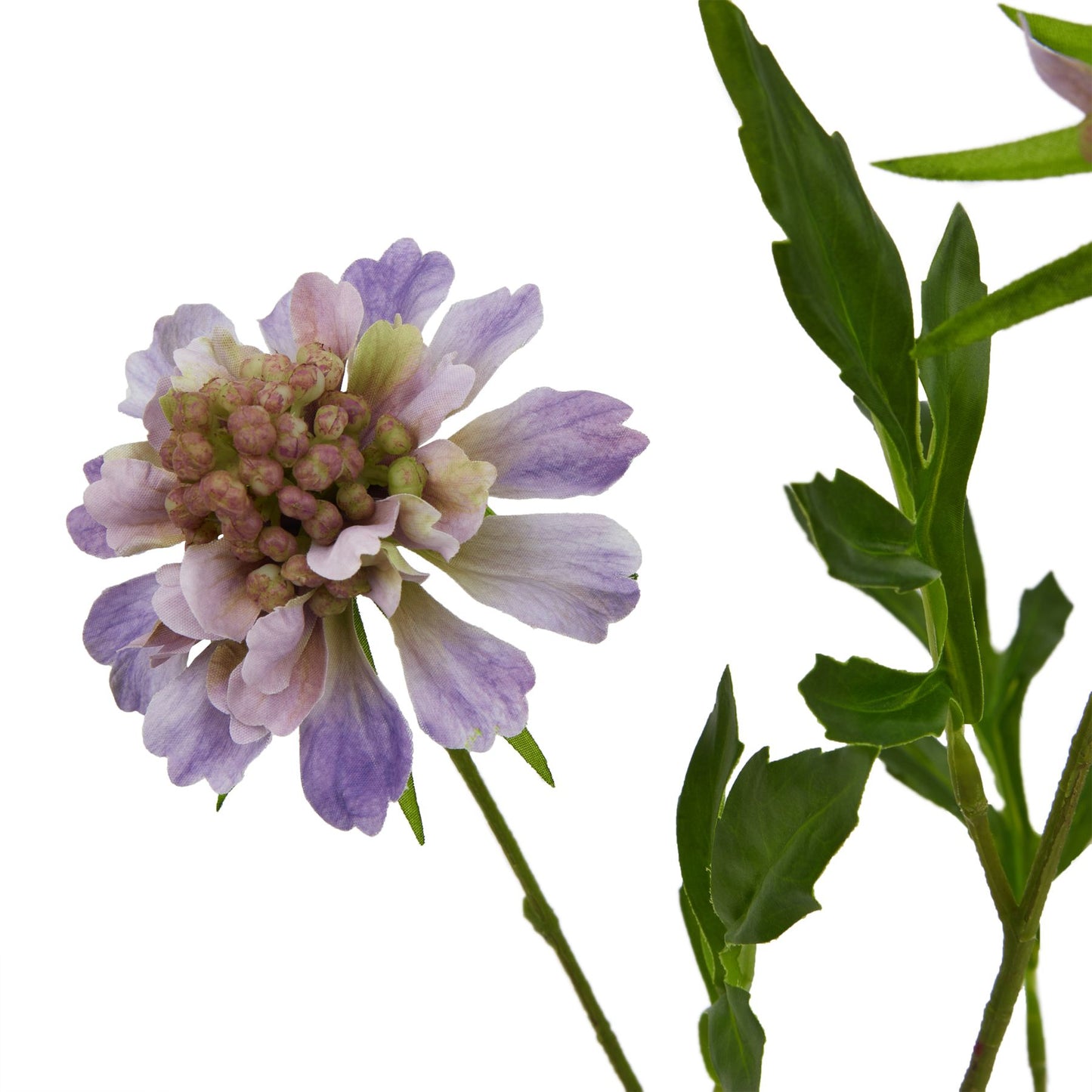 Lund Natural Garden Collection Purple Scabious Stem - Skandi London
