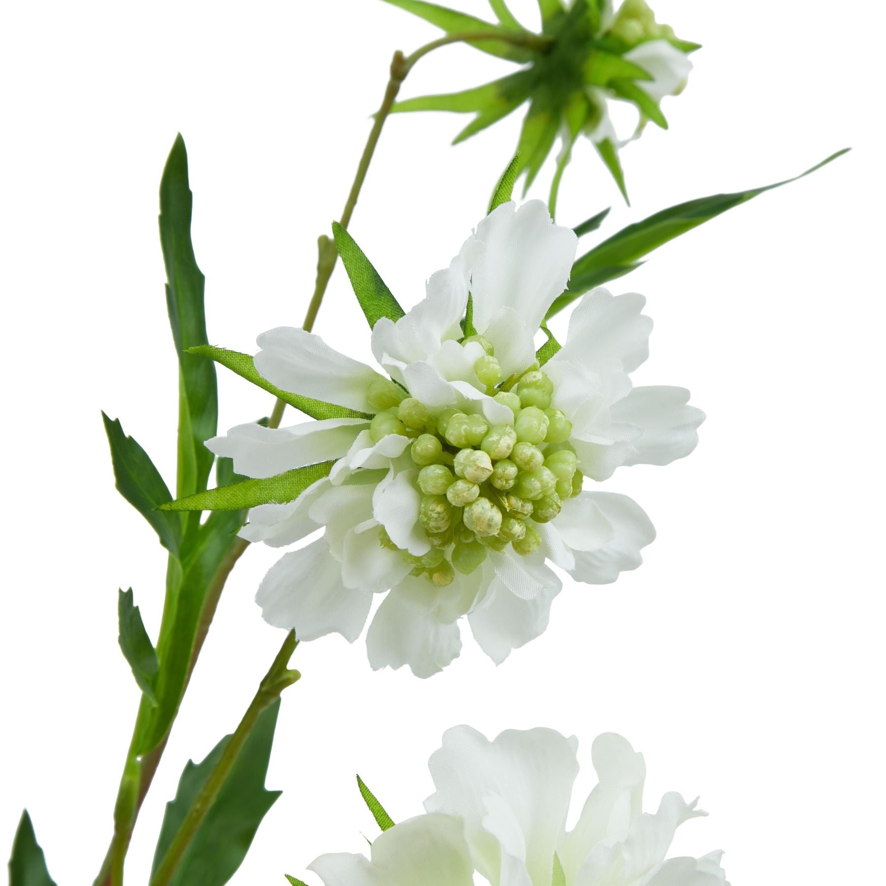 Lund Natural Garden Collection White Scabious Stem - Skandi London