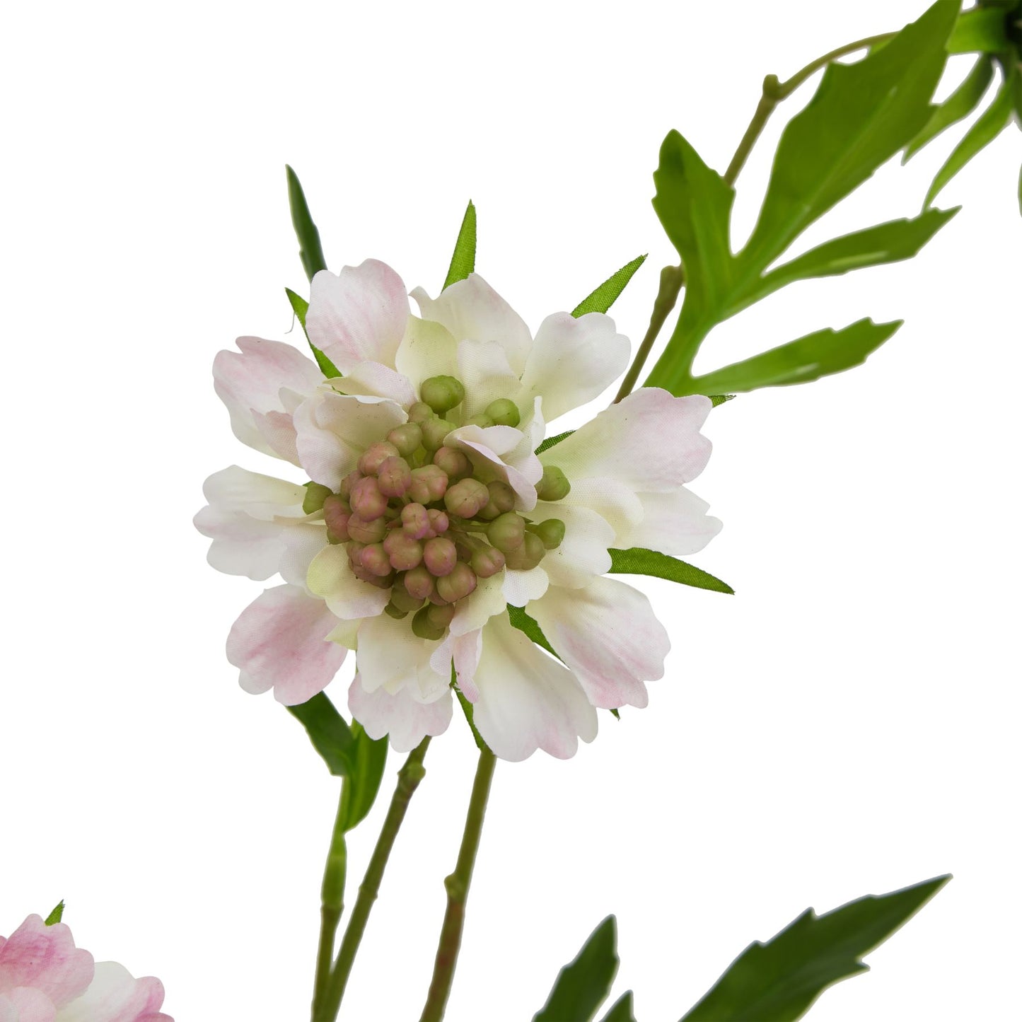 Lund Natural Garden Collection Pale Pink Scabious Stem - Skandi London
