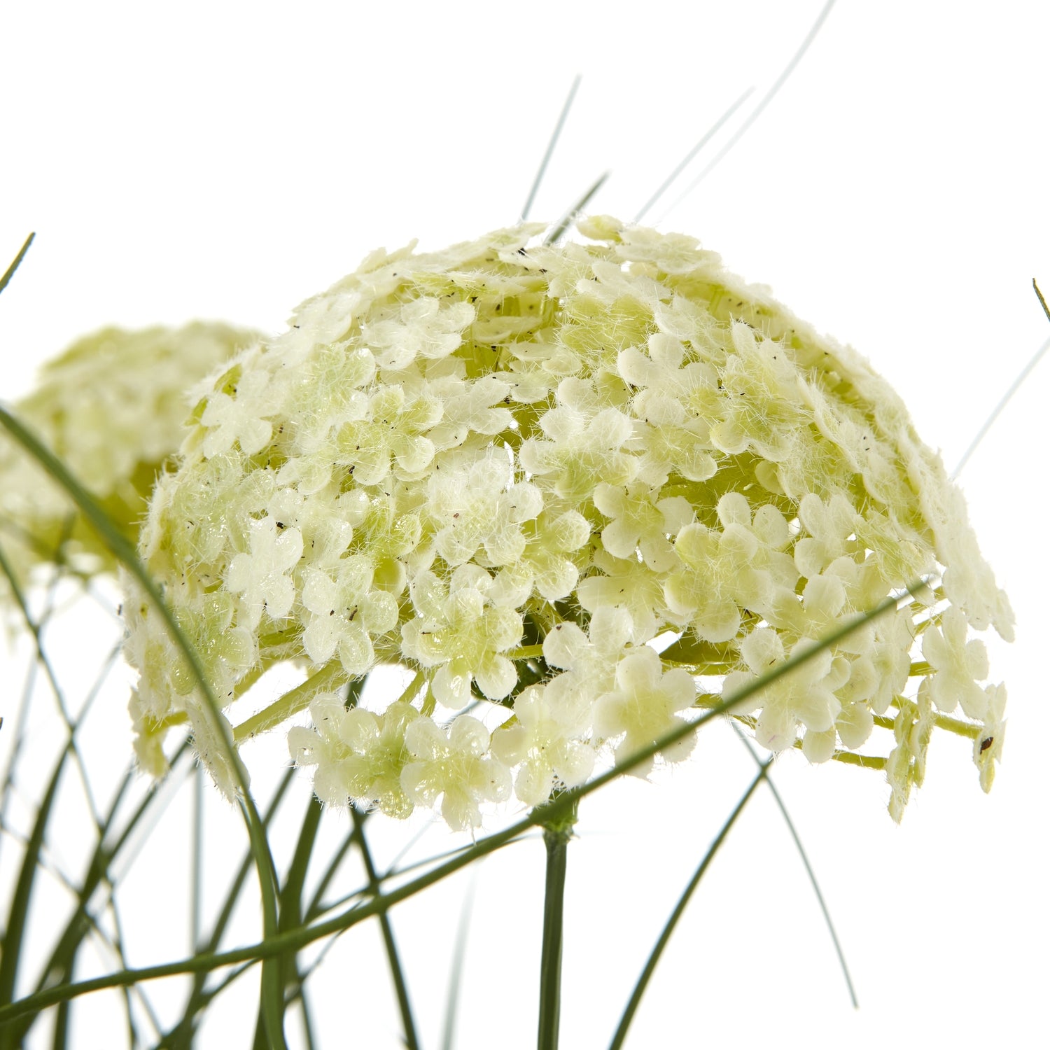 White Allium Plant In Pot - Skandi London