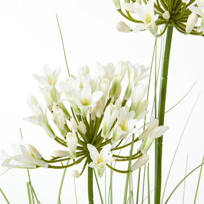 White Agapanthus Plant In Pot - Skandi London