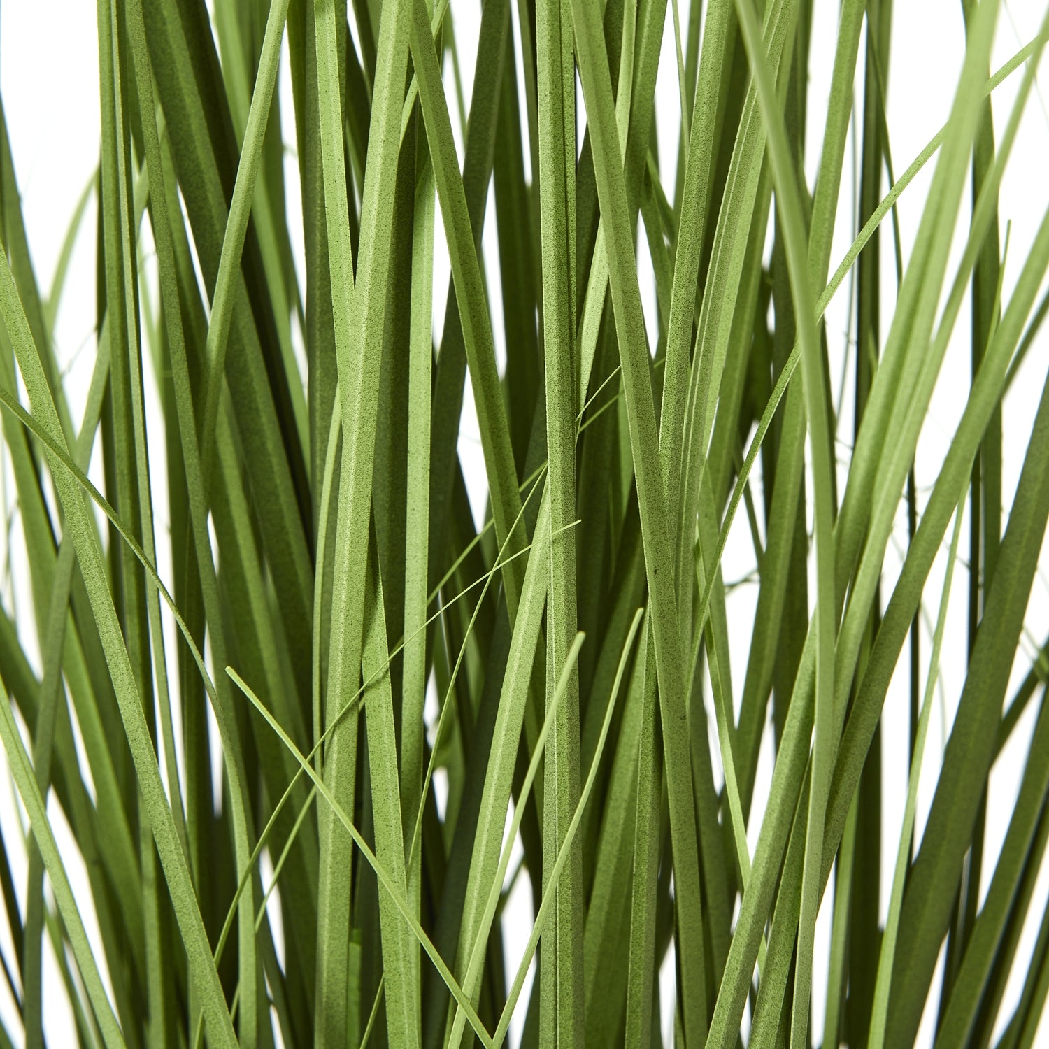White Agapanthus Plant In Pot - Skandi London