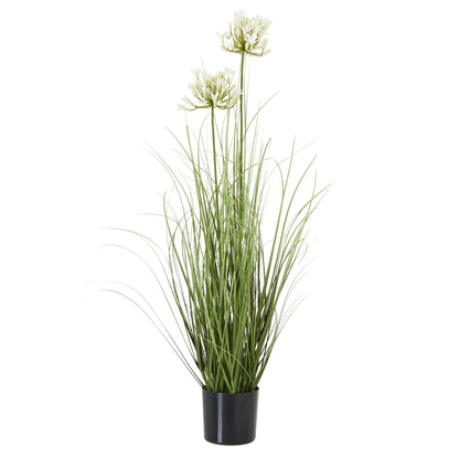 White Agapanthus Plant In Pot - Skandi London