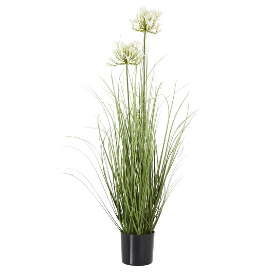 White Agapanthus Plant In Pot - Skandi London