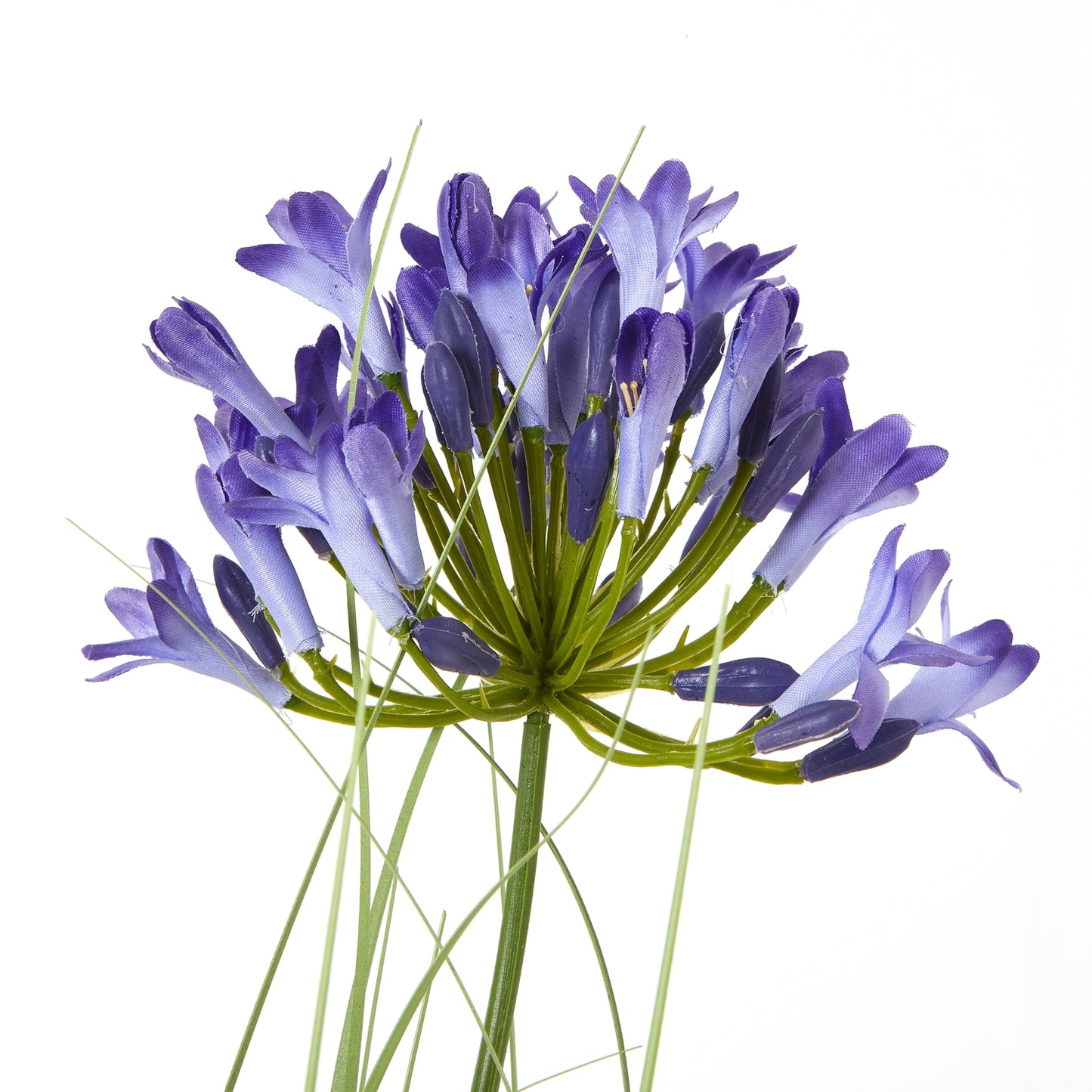 Blue Agapanthus Plant In Pot - Skandi London