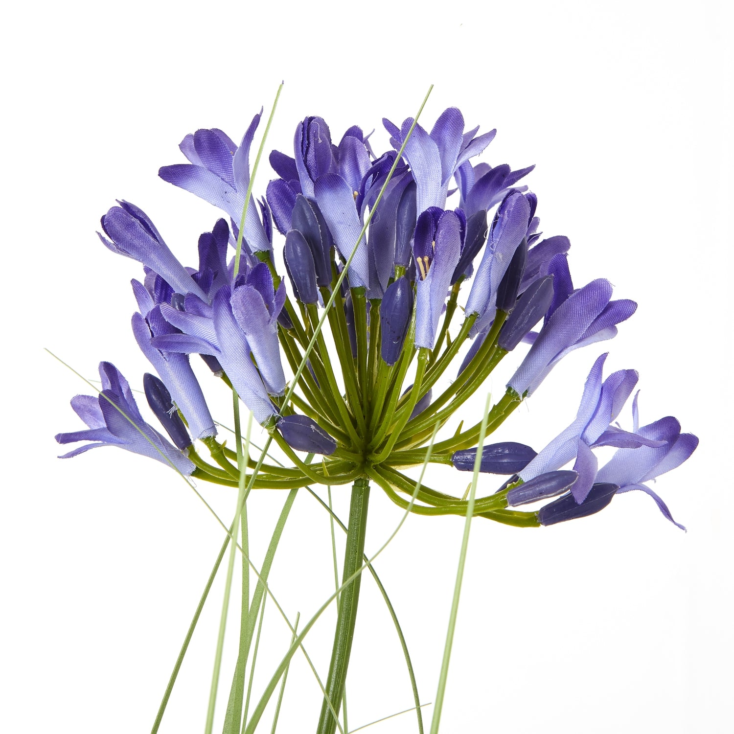 Blue Agapanthus Plant In Pot - Skandi London