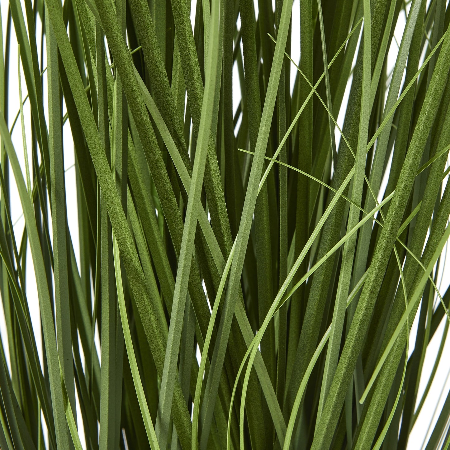Blue Agapanthus Plant In Pot - Skandi London