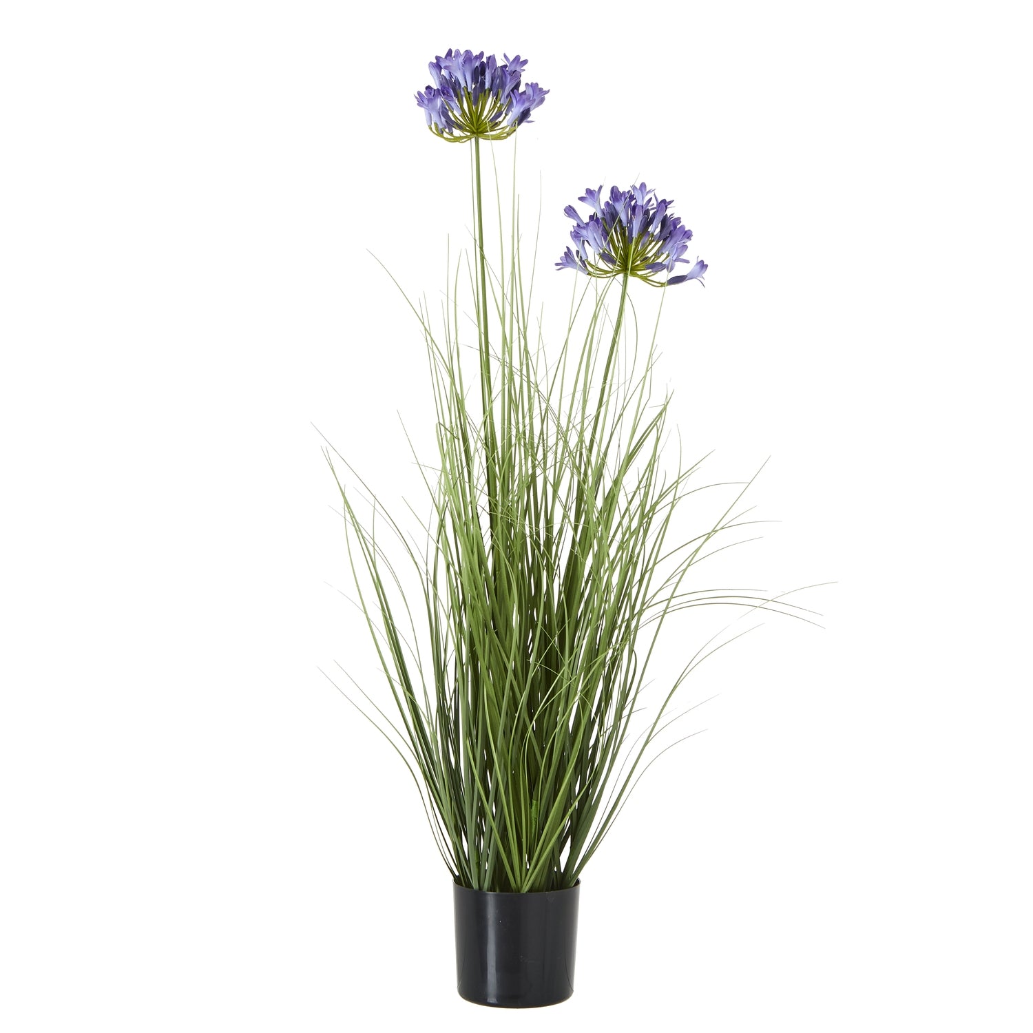 Blue Agapanthus Plant In Pot - Skandi London