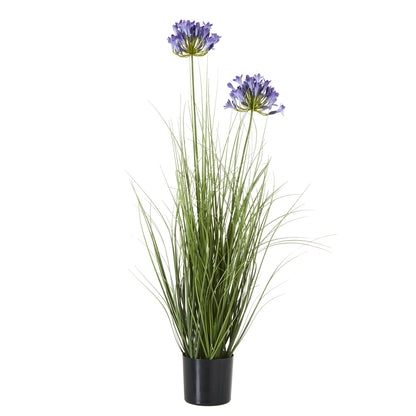 Blue Agapanthus Plant In Pot - Skandi London