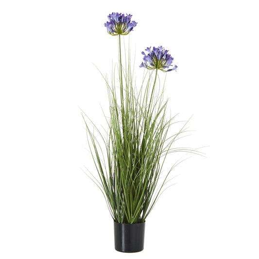 Blue Agapanthus Plant In Pot - Skandi London