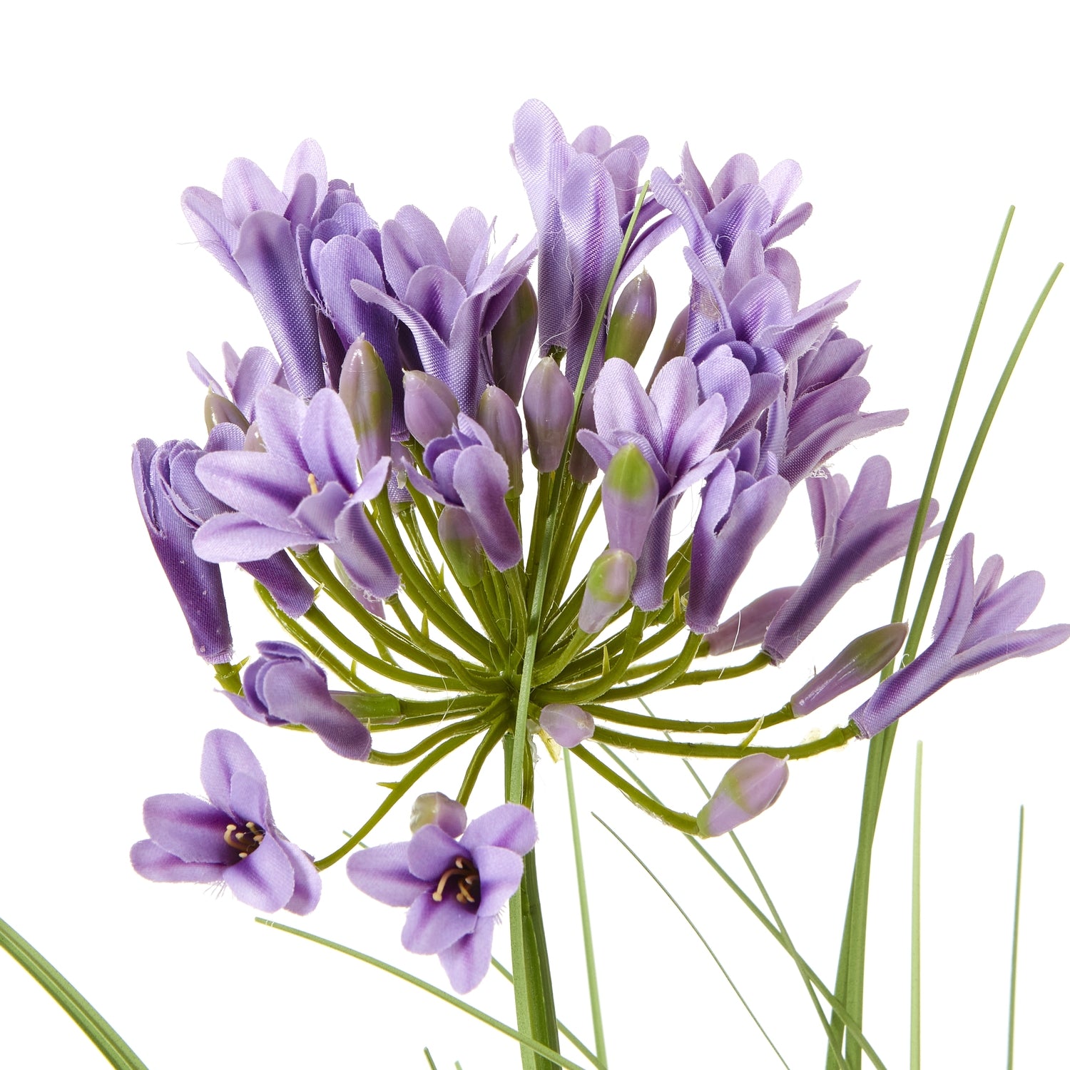 Purple Agapanthus Plant In Pot - Skandi London
