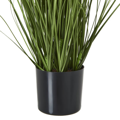 Purple Agapanthus Plant In Pot - Skandi London