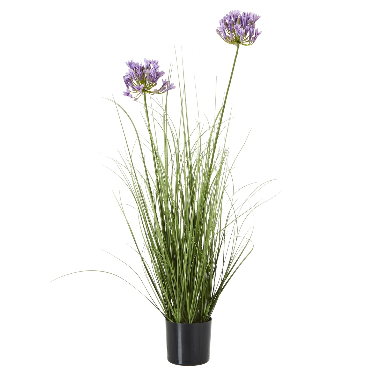 Purple Agapanthus Plant In Pot - Skandi London