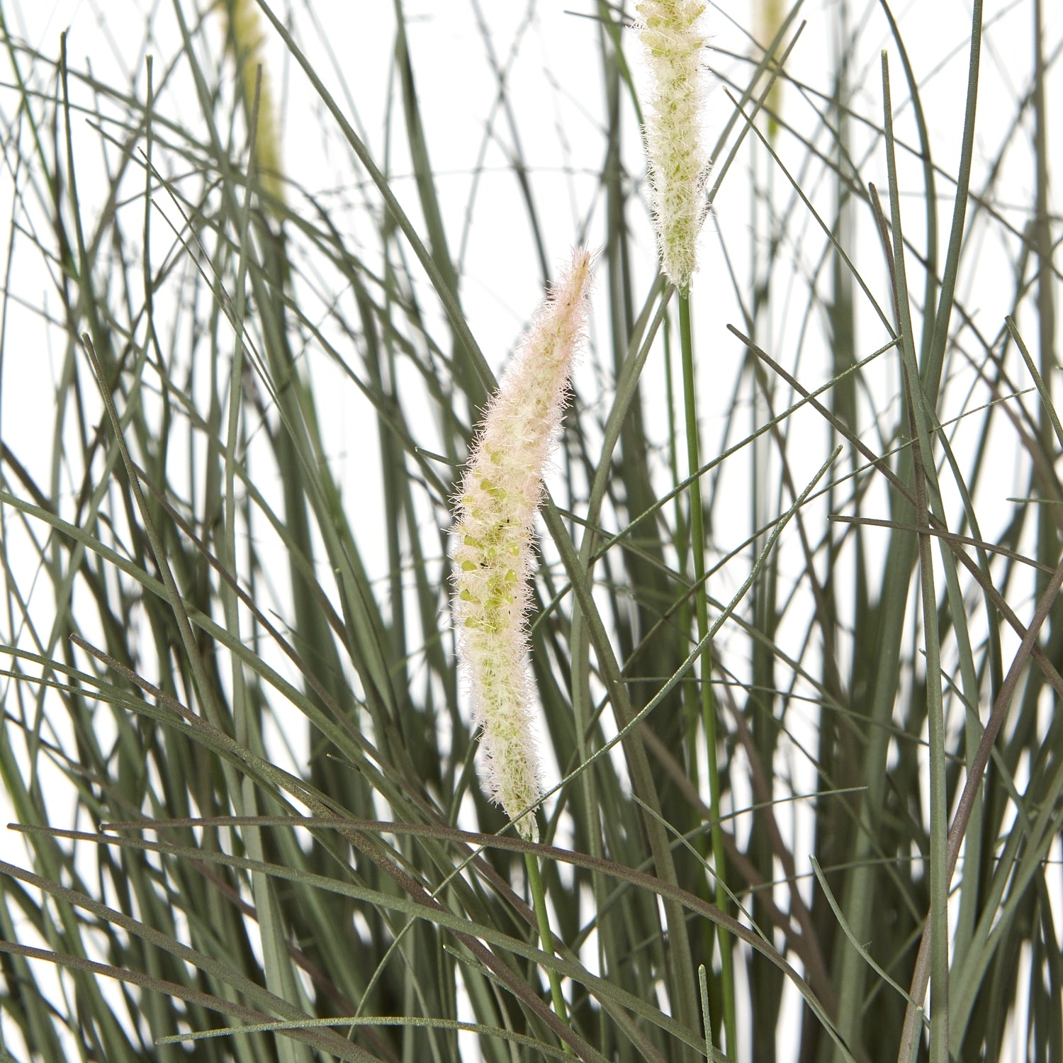 Fountain Grass Plant In Pot - Skandi London
