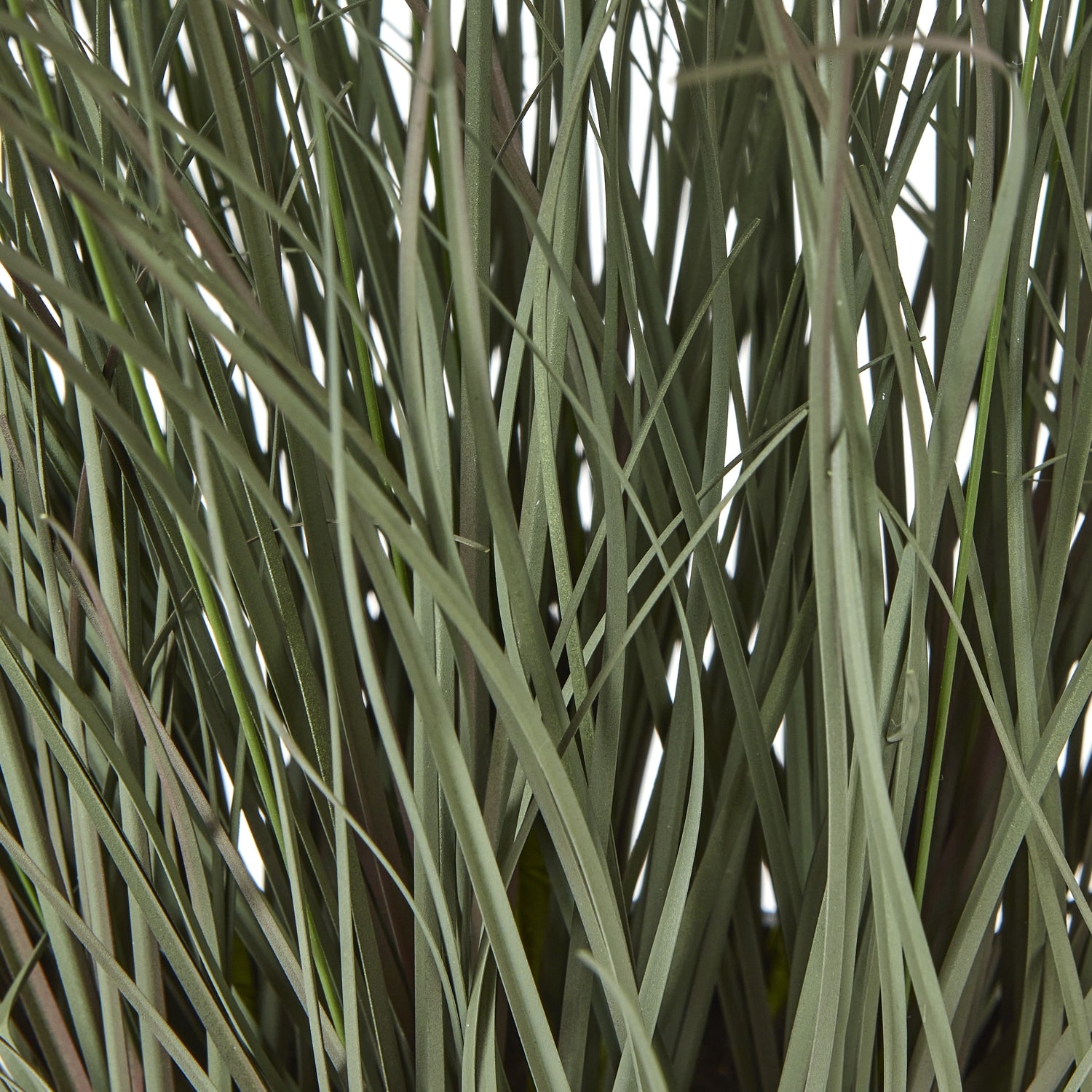 Fountain Grass Plant In Pot - Skandi London