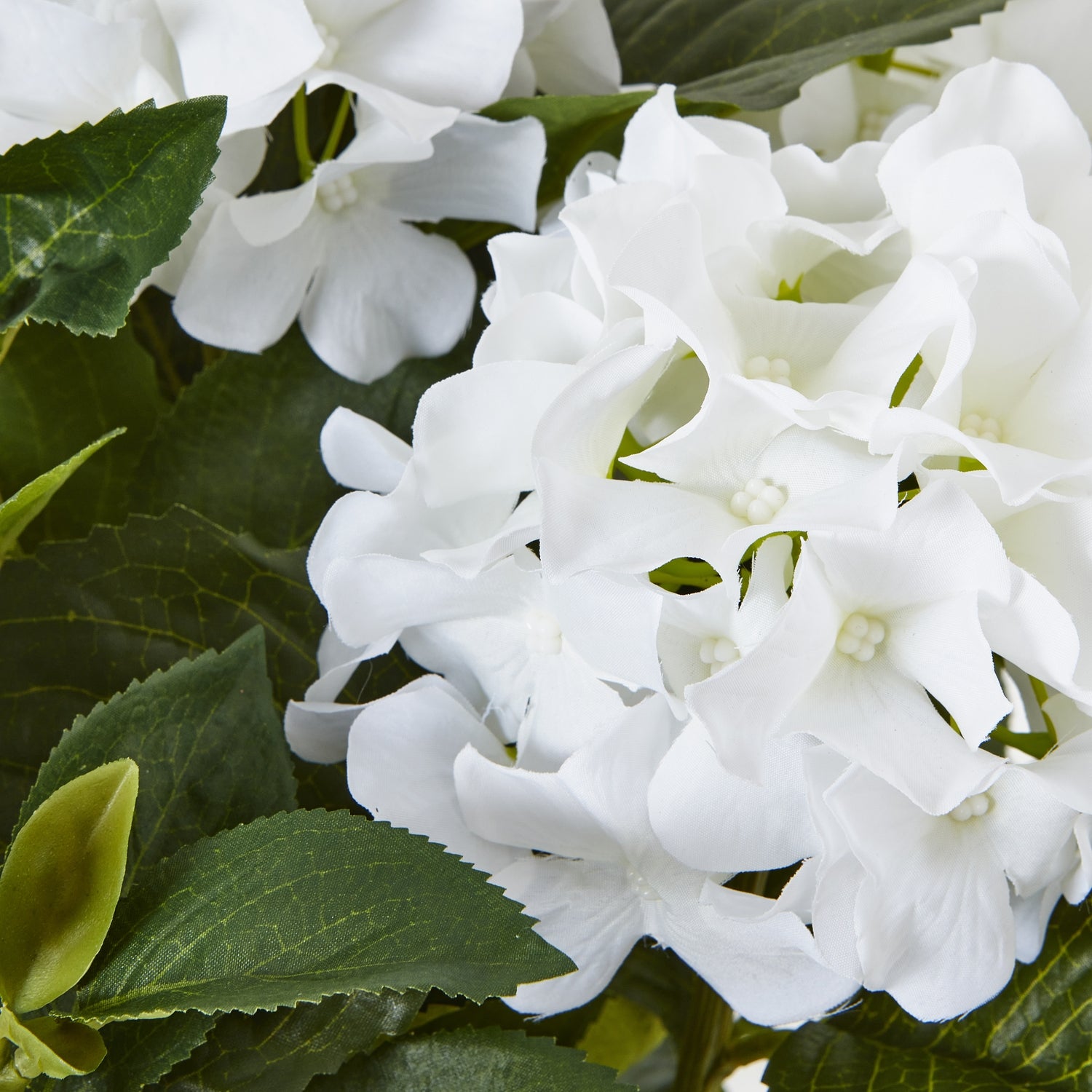 Medium White Hydrangea Plant In Pot - Skandi London