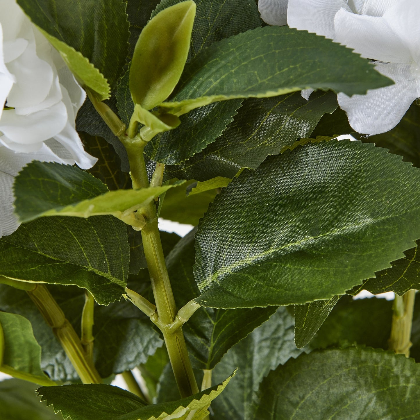 Medium White Hydrangea Plant In Pot - Skandi London
