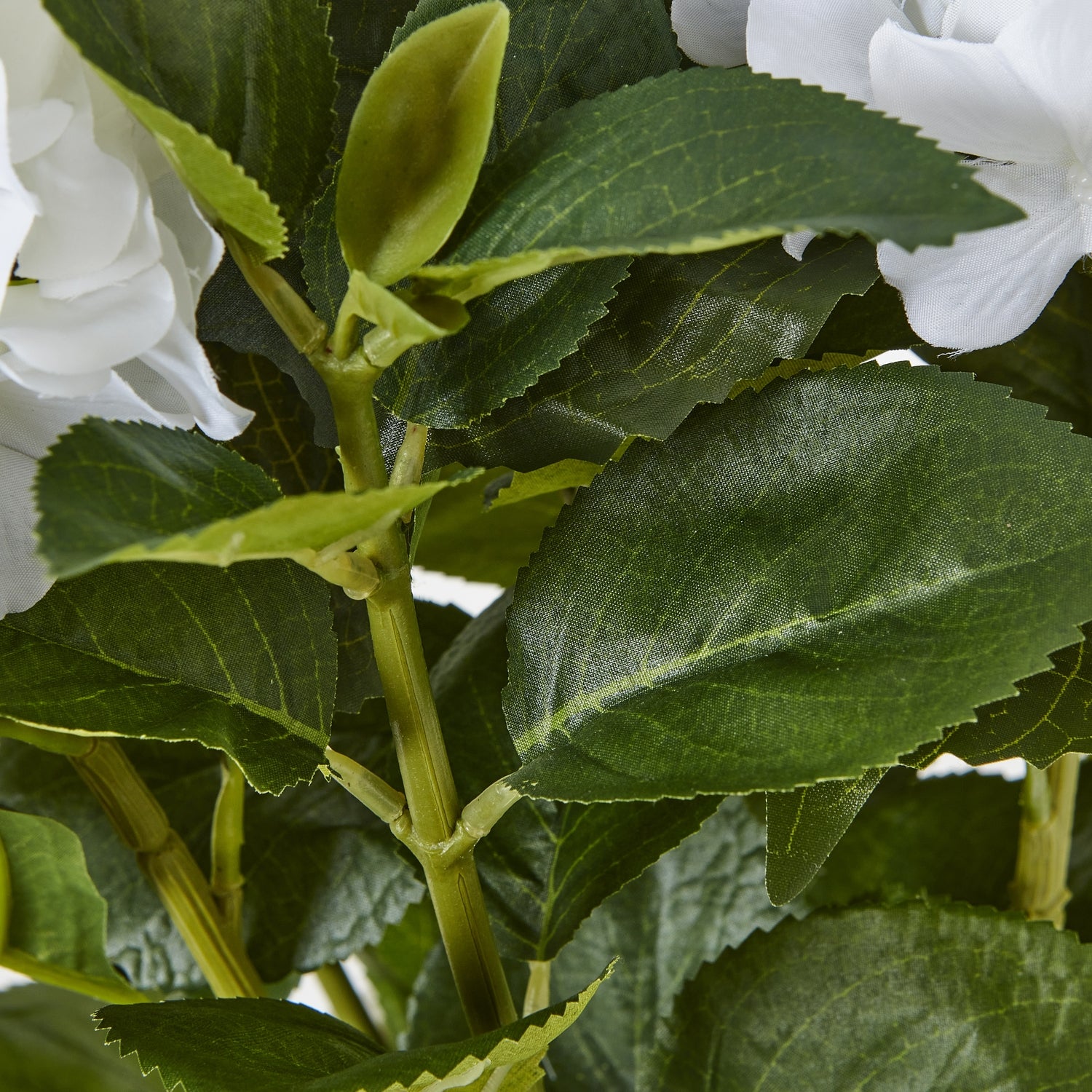 Medium White Hydrangea Plant In Pot - Skandi London