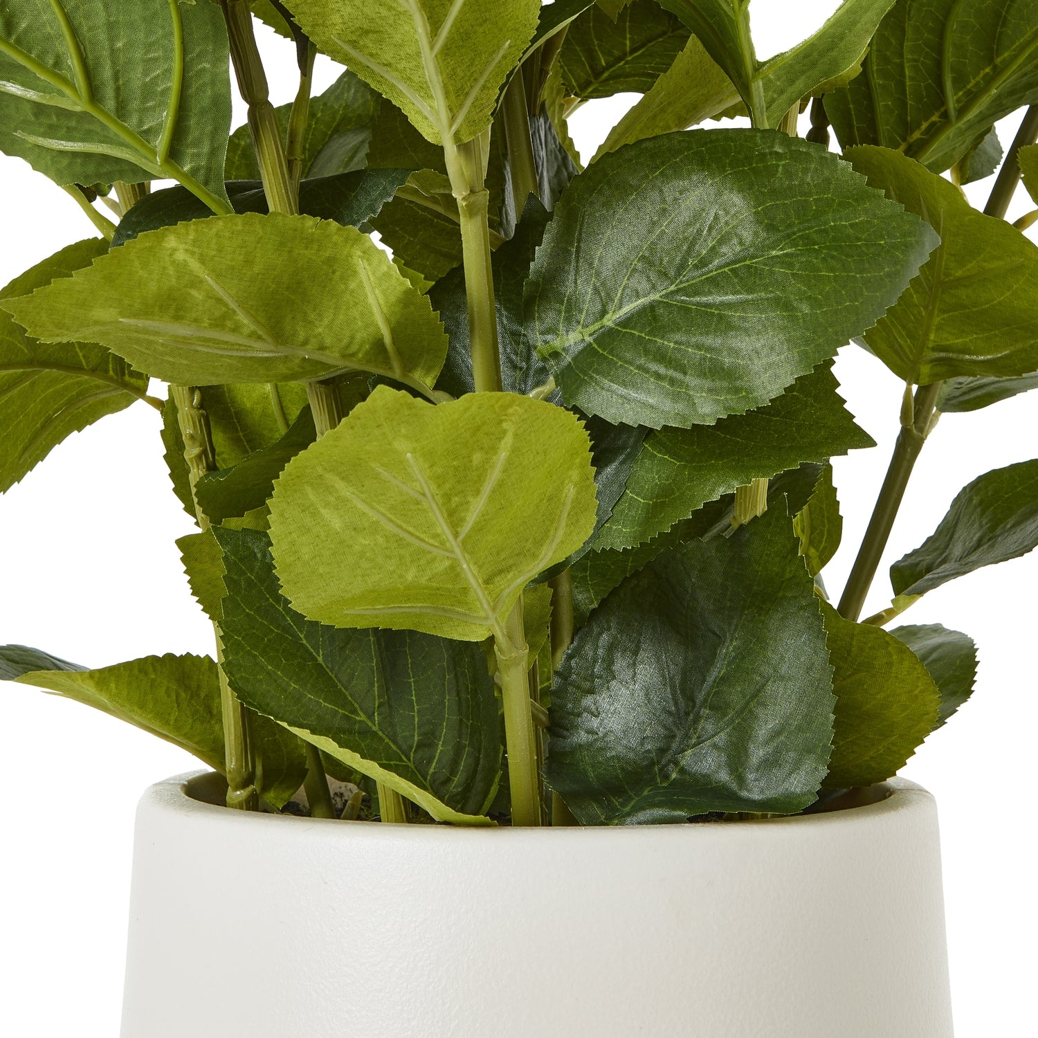 Medium White Hydrangea Plant In Pot - Skandi London