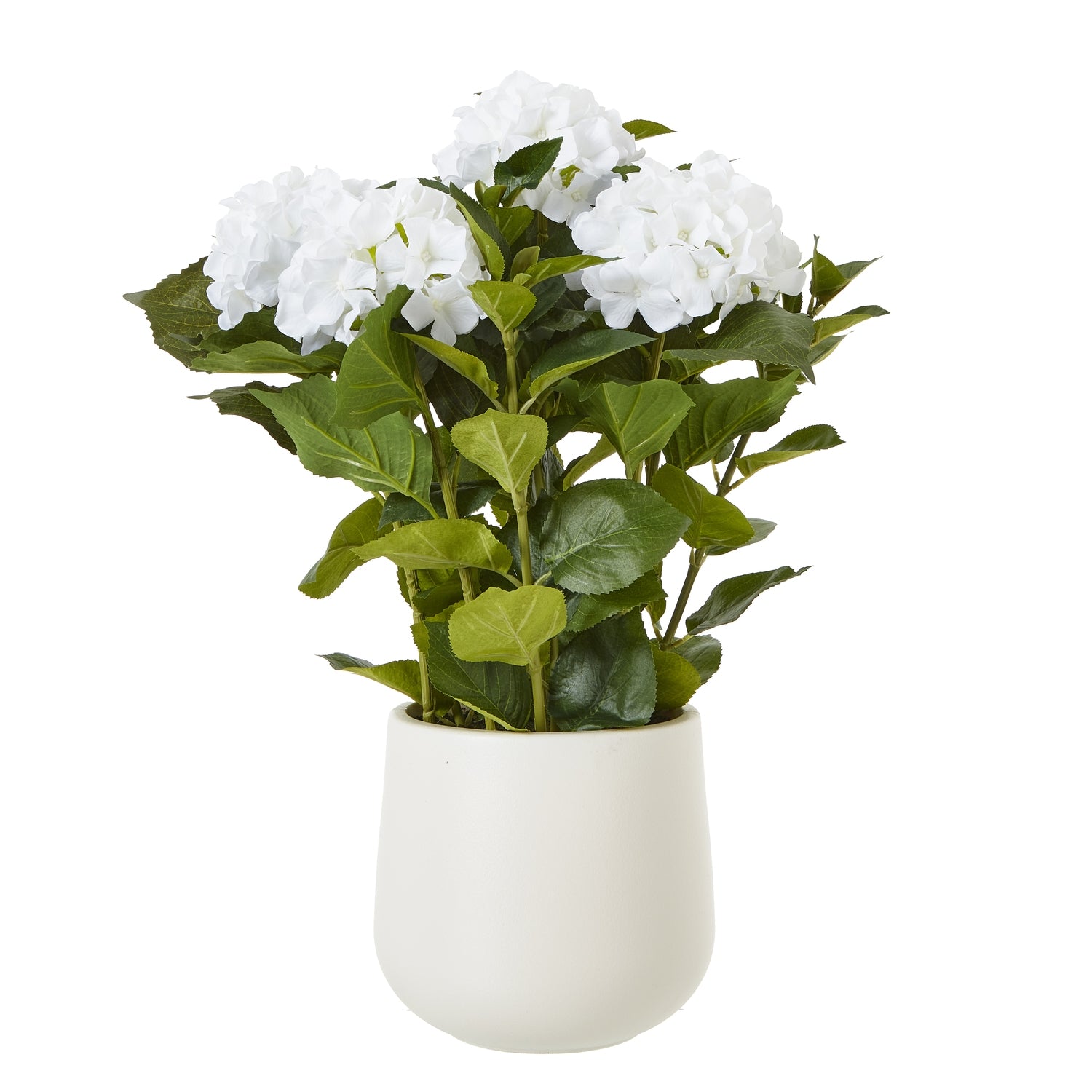 Medium White Hydrangea Plant In Pot - Skandi London