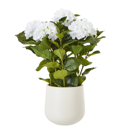 Medium White Hydrangea Plant In Pot - Skandi London