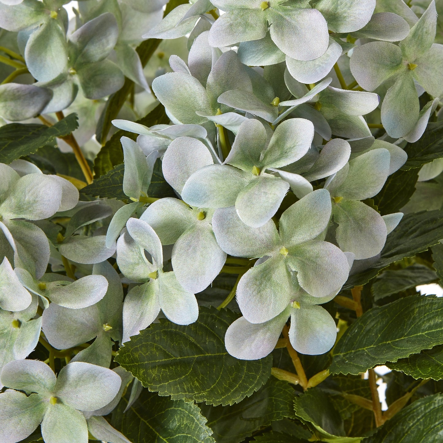 Medium Green Hydrangea Plant In Pot - Skandi London