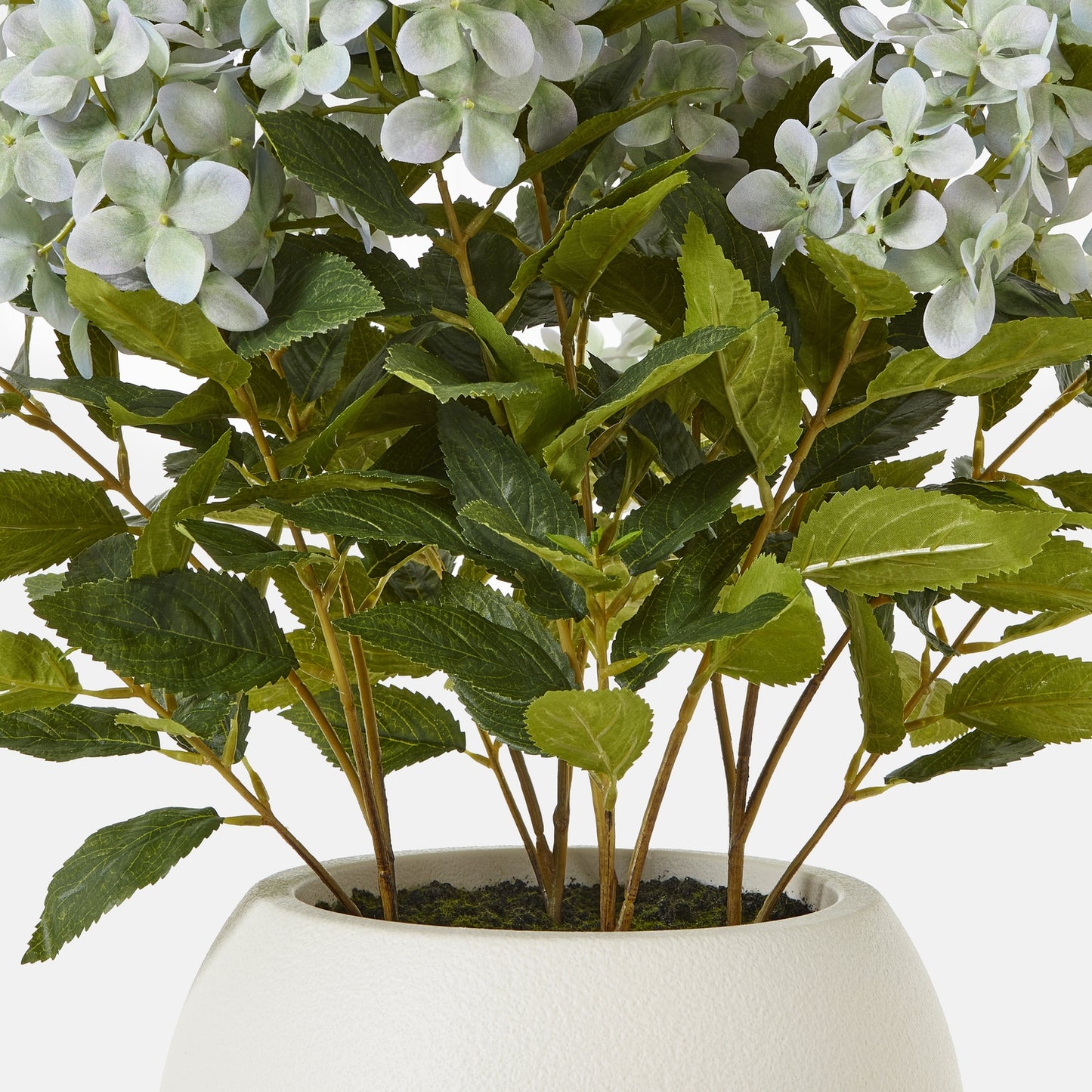 Medium Green Hydrangea Plant In Pot - Skandi London