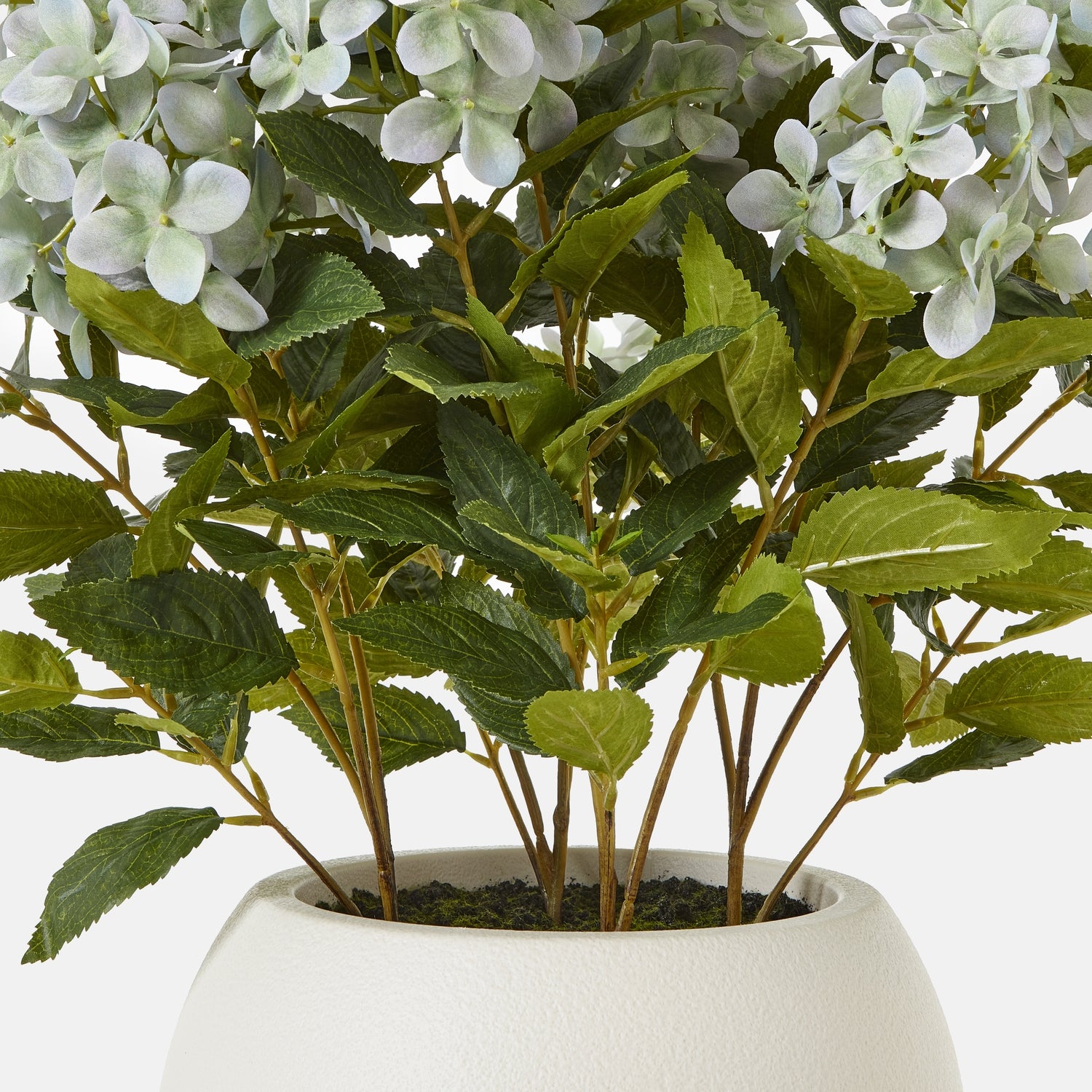 Medium Green Hydrangea Plant In Pot - Skandi London