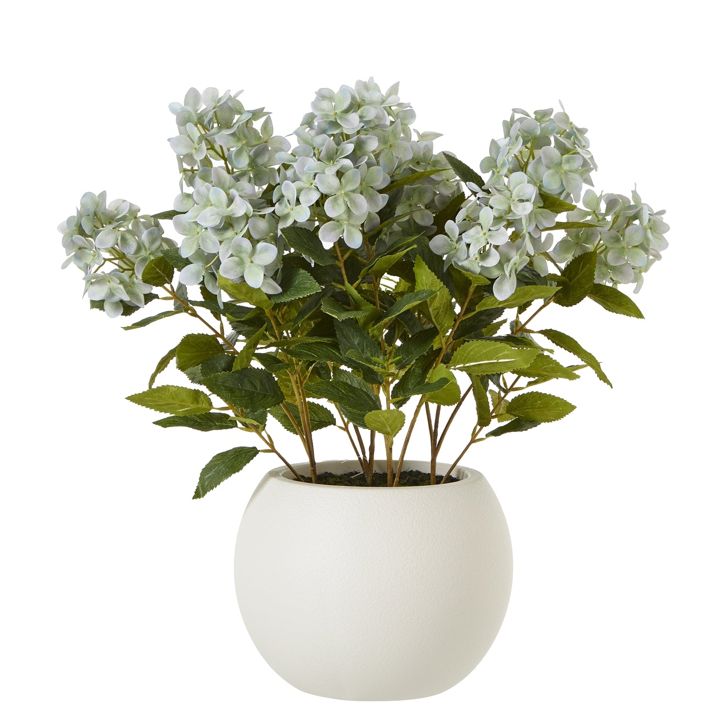 Medium Green Hydrangea Plant In Pot - Skandi London