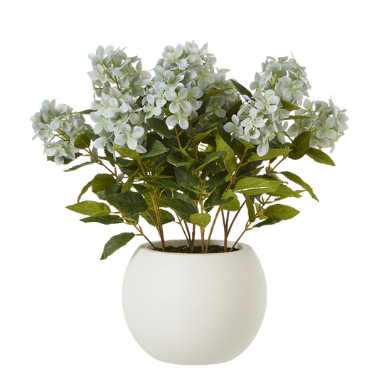 Medium Green Hydrangea Plant In Pot - Skandi London