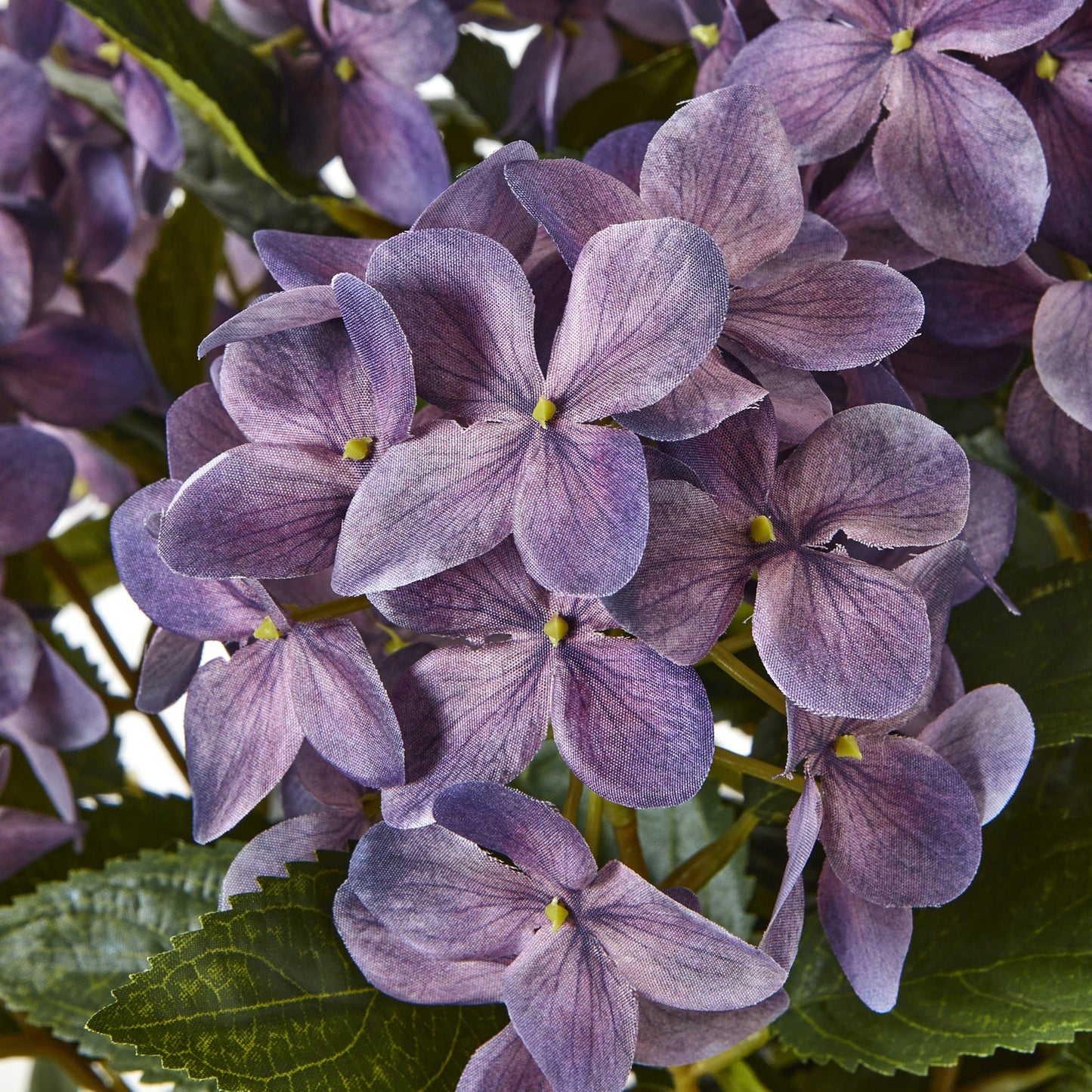 Medium Purple Hydrangea Plant In Pot - Skandi London