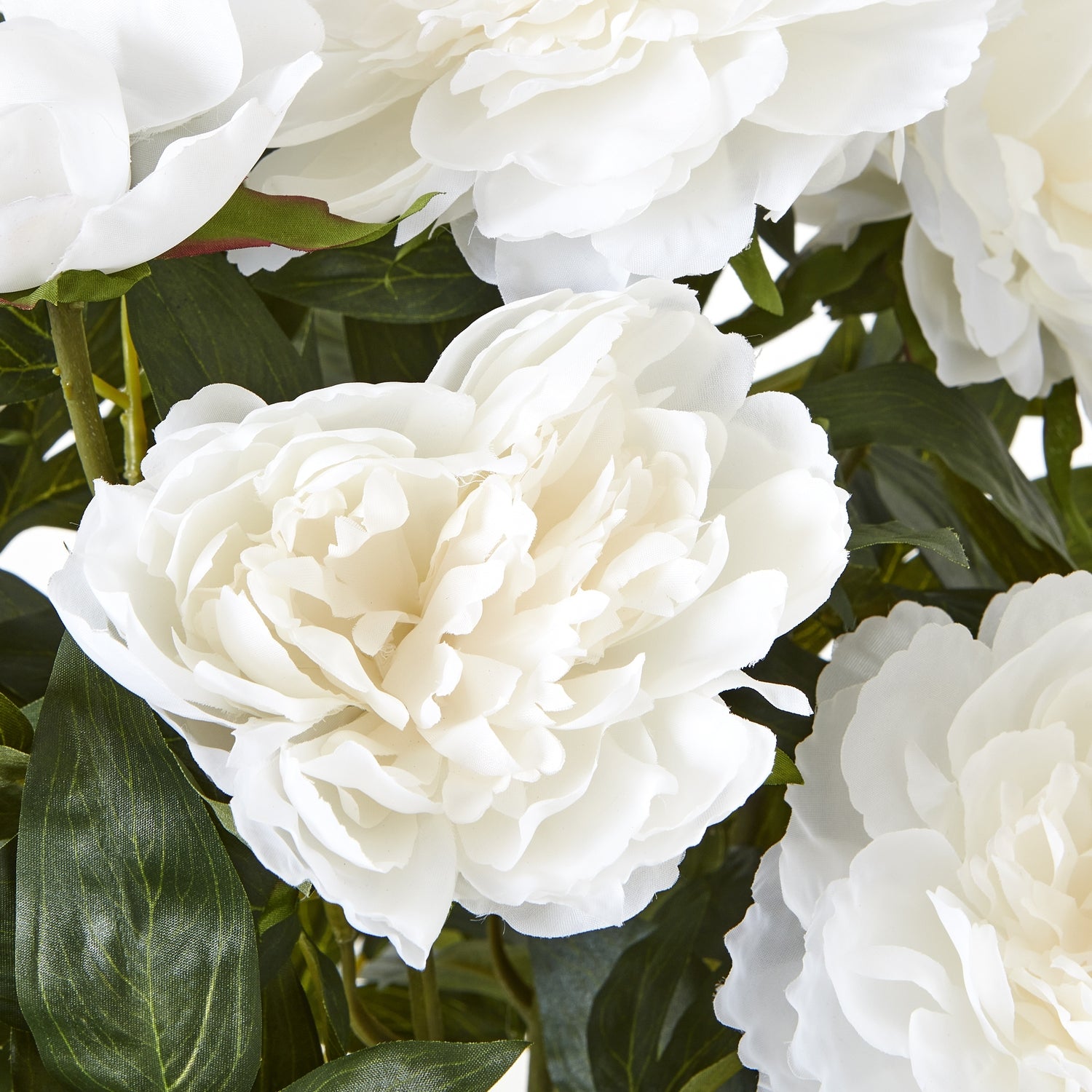 Large White Peony Plant In Pot - Skandi London